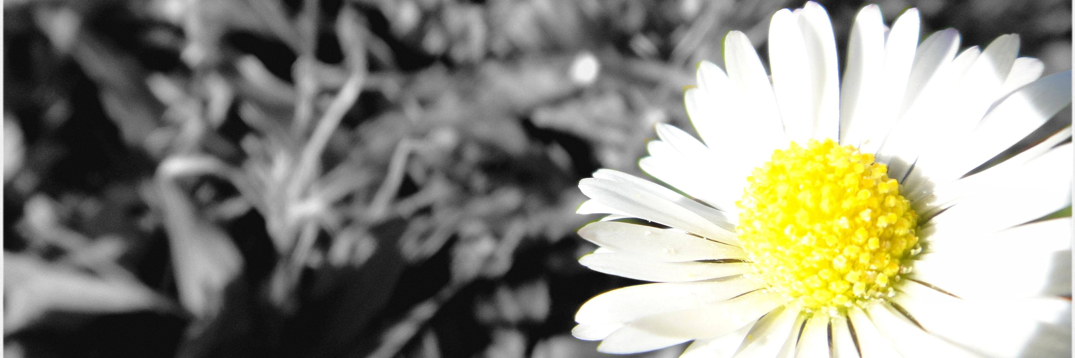 lunereveuse's profile banner image