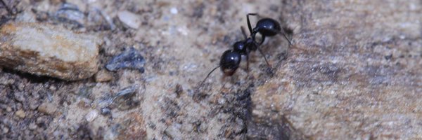 NBluthgen Profile Banner