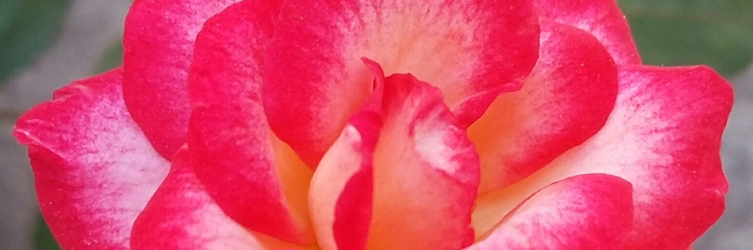 GiuliaVert's profile banner image