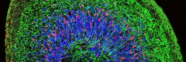 CuSTOM_CCHMC Profile Banner