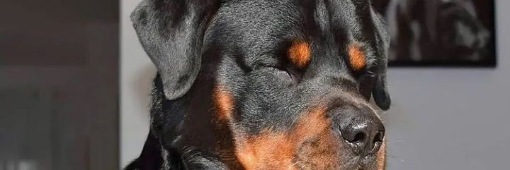 Tobie banner
