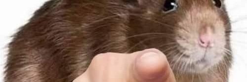 AnotherDeadRat's banner