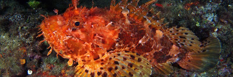 Melkior Tresić banner