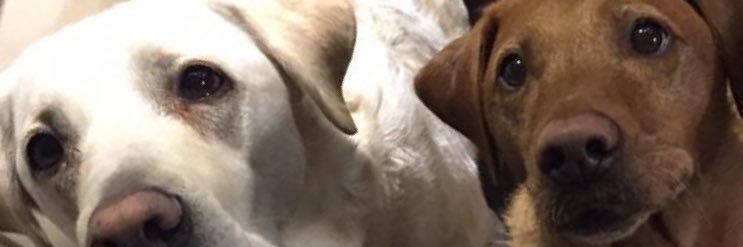 NicLouFay's profile banner image