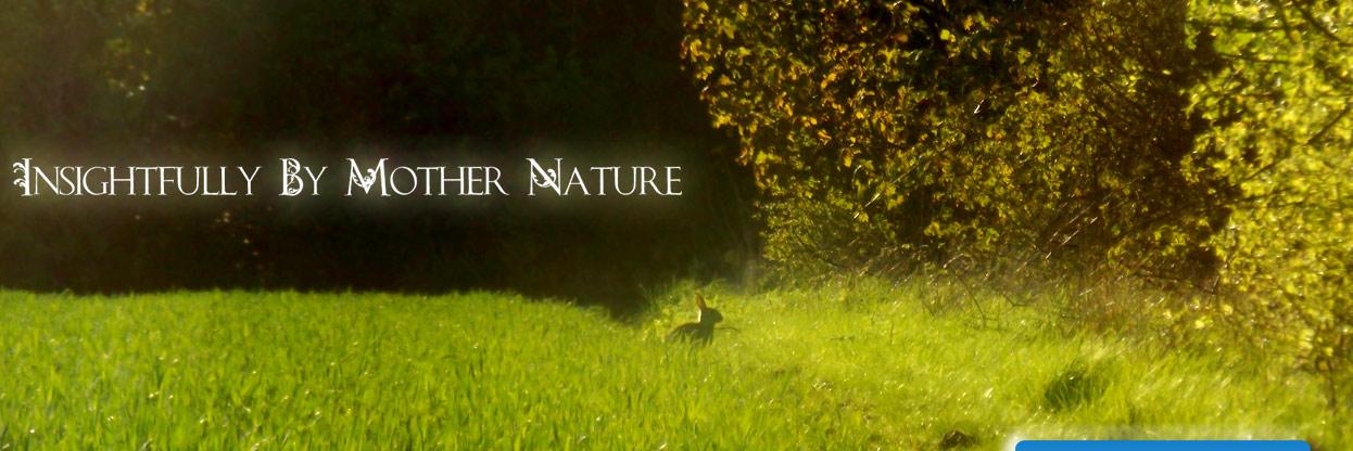 Tree_paintings's profile banner image