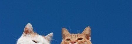 Talktota banner