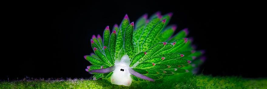 benthamite🔸 banner