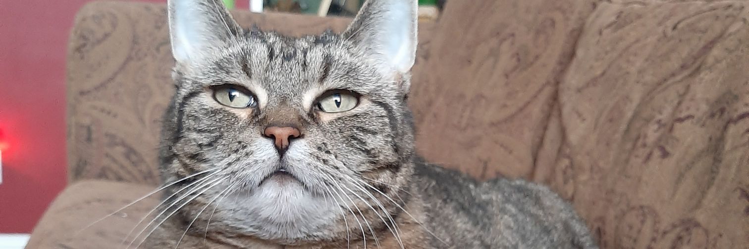schmoopie00's profile banner image