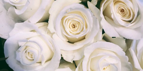 Miranda_FT's profile banner image