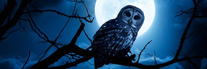 TirzaJanse's profile banner image