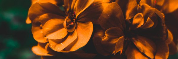 allyy_gatorrr Profile Banner