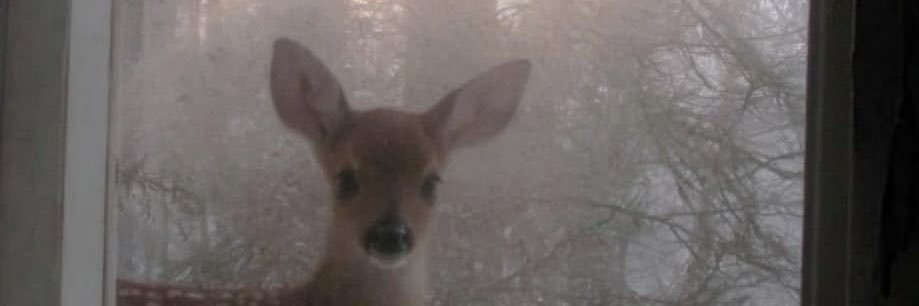 irl_maneater's profile banner image