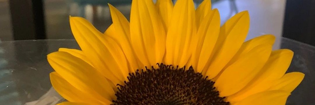 _lalamon's profile banner image