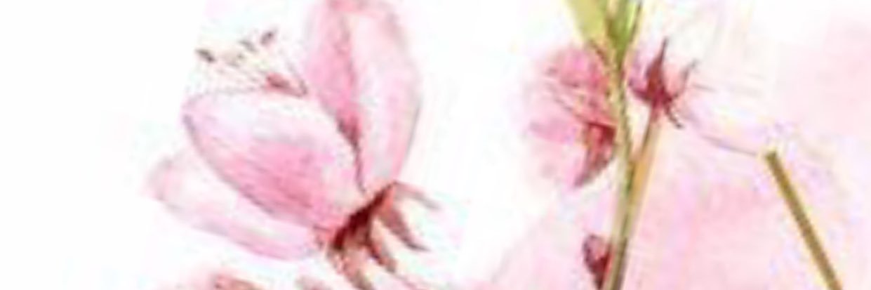 _ihussa's profile banner image