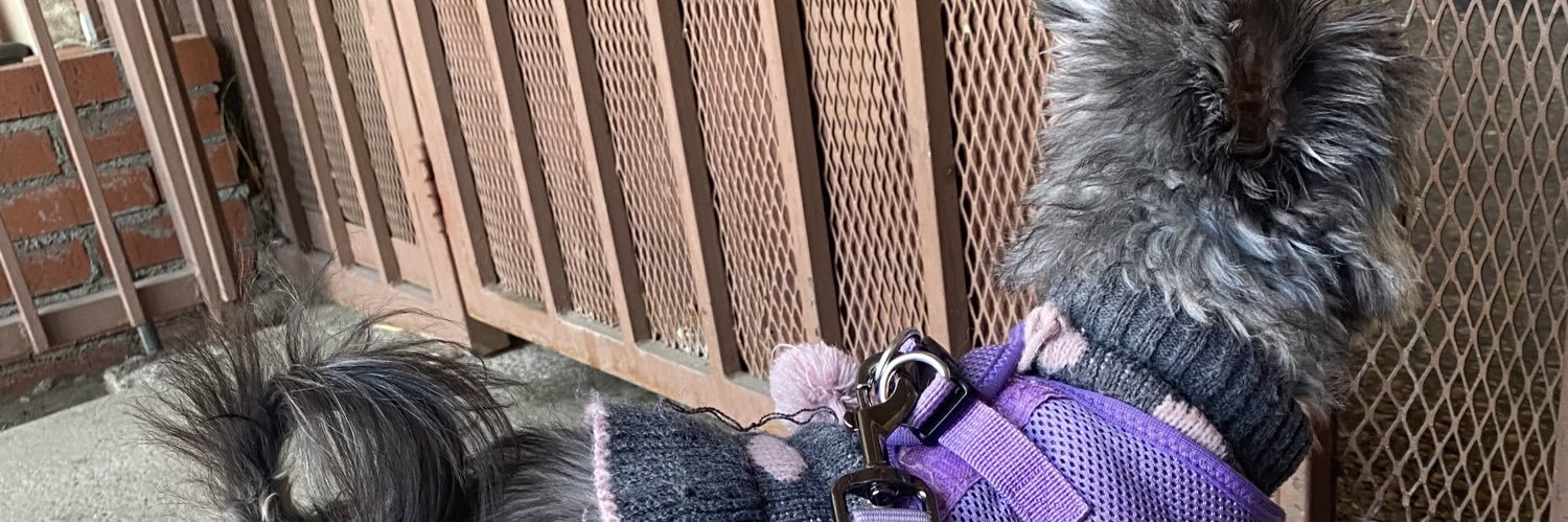 shanelizardd's profile banner image