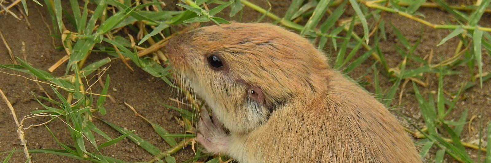 Francisco Falcon banner