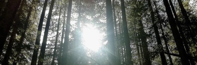 serenespell's profile banner image