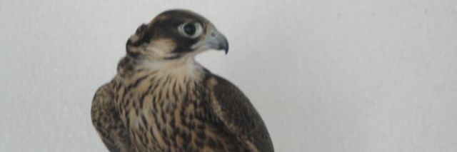 ((بعيد الهقاوي)) banner