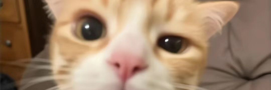 burbubut's profile banner image