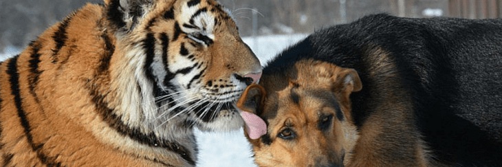 Nicholas Chopper banner