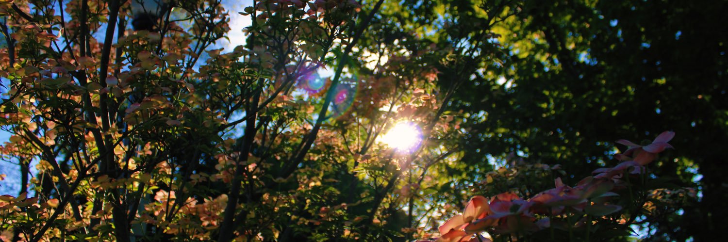 EliNotez's profile banner image