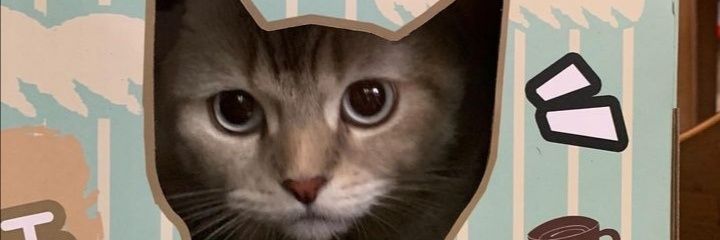 Anali banner