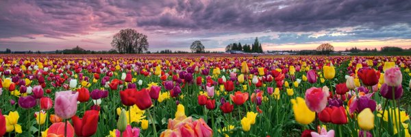 blue_chip1 Profile Banner