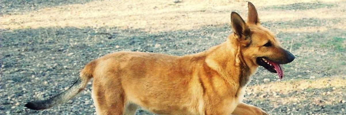 NegriEscu's profile banner image
