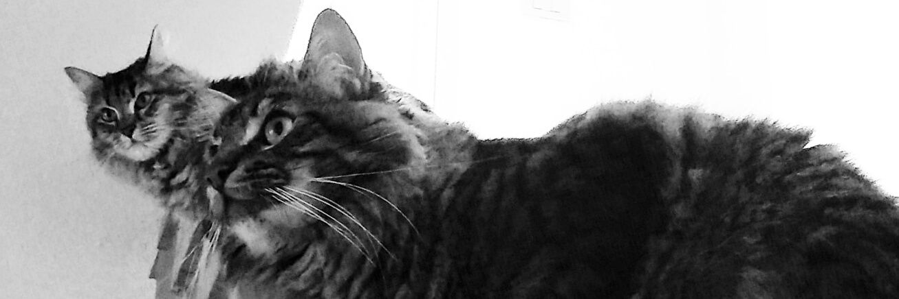 gattitwit's profile banner image
