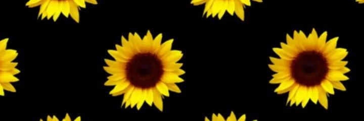 sylvia_pmg's profile banner image
