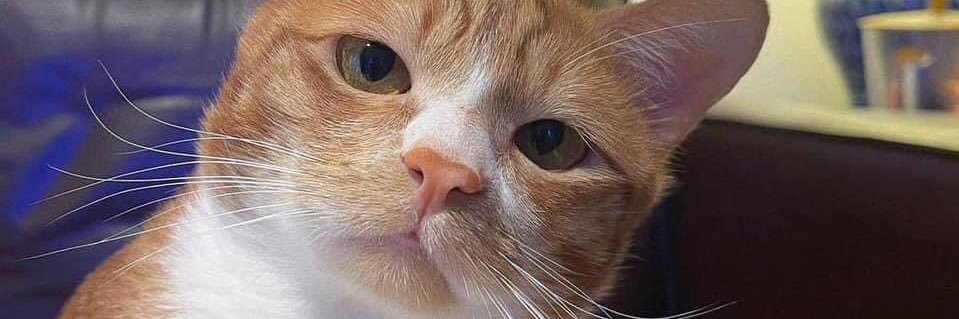 jackgaurine's profile banner image