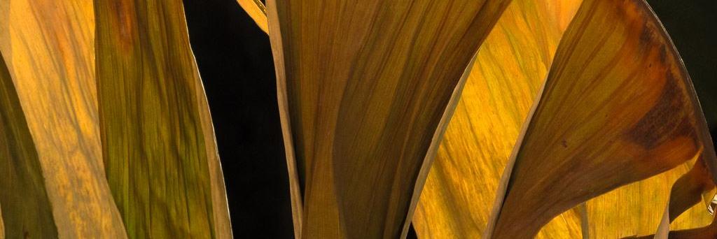 RumataPhoto's profile banner image