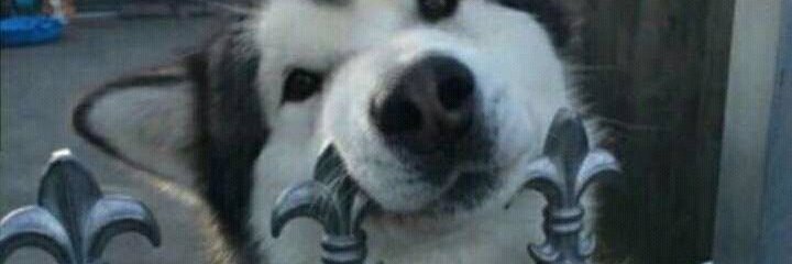 itspsychbug's profile banner image
