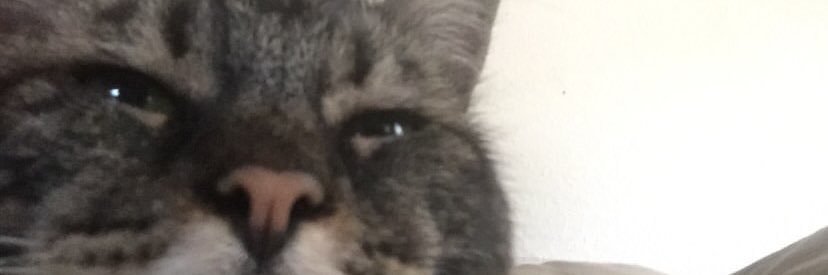 notveso's profile banner image