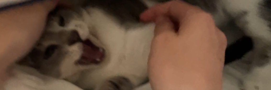 LizzyPinajian's profile banner image