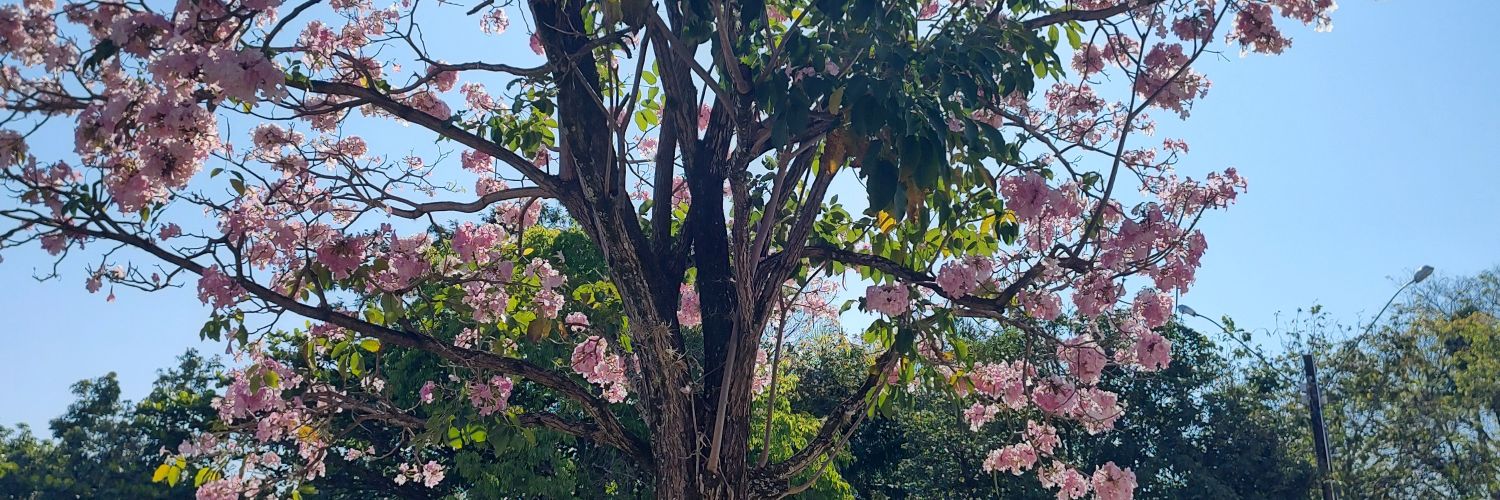 CarolineCostaWr's profile banner image