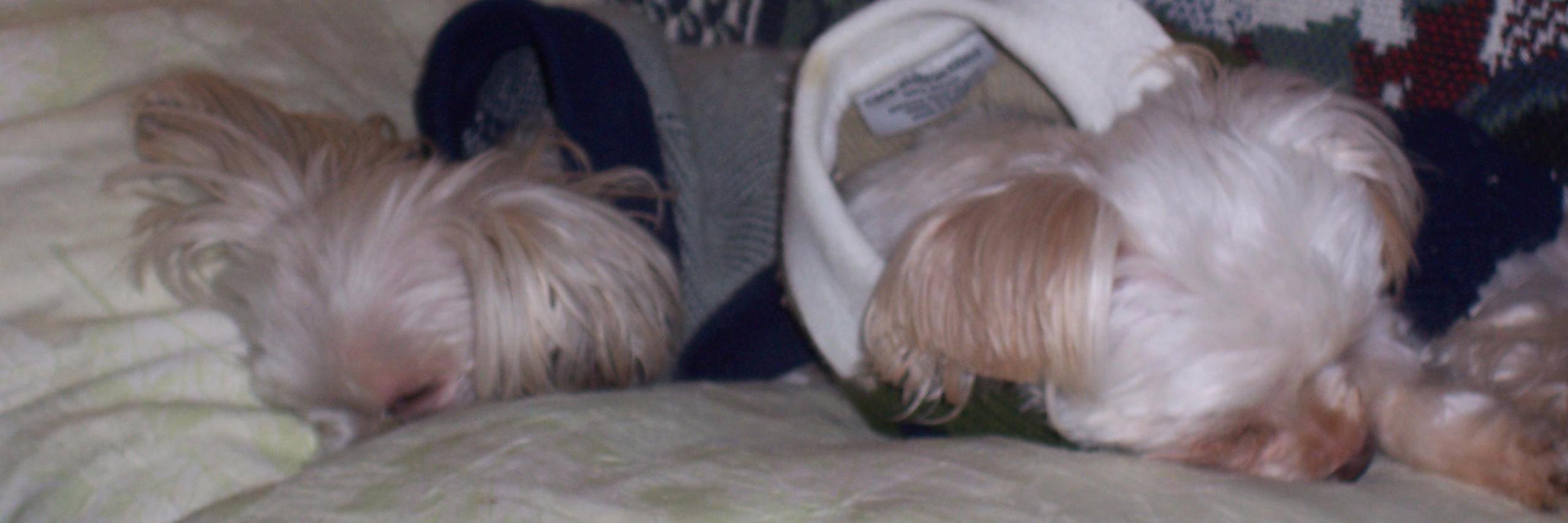 decdogg's profile banner image