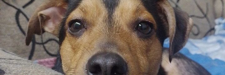 Daamarisc_'s profile banner image