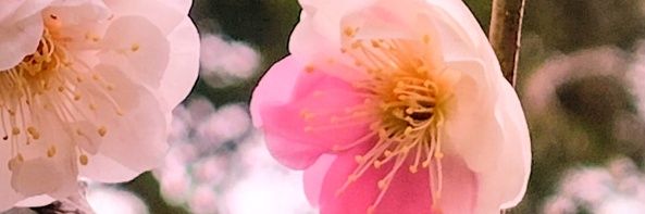 Alice桔梗 banner