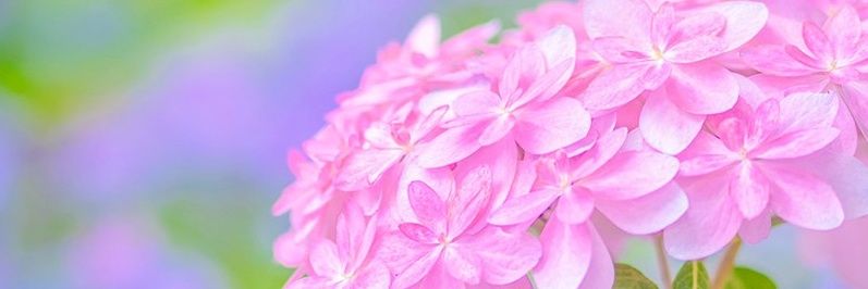 AlicelovesCandy's profile banner image