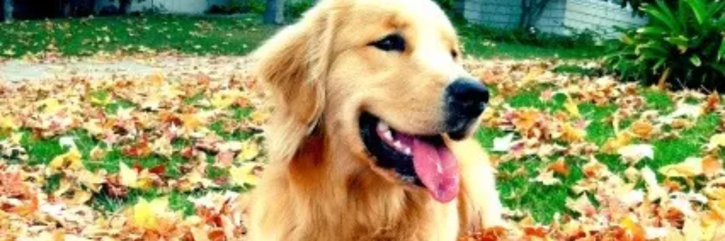 lisaleahlia's profile banner image