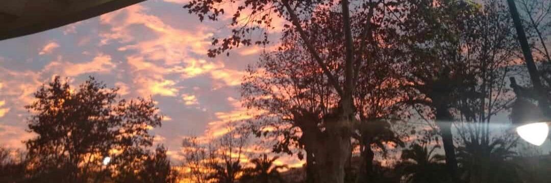 Tree🐻💜 banner