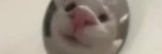 Loofi🍜 banner