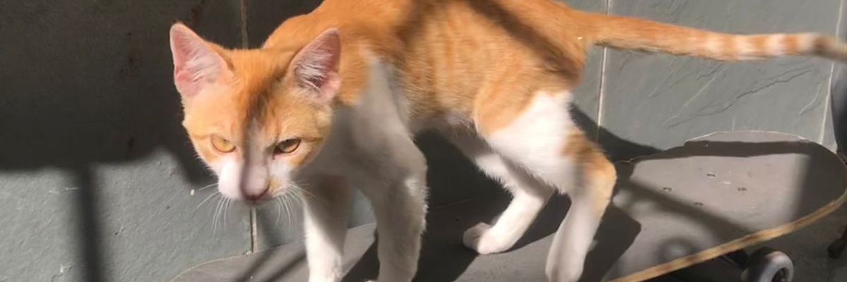 Do Aço O MAIS SOBERBO banner