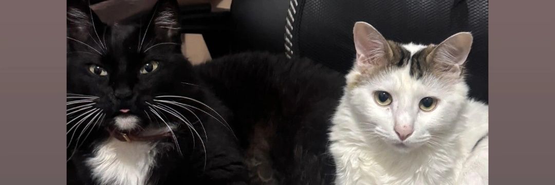 Violet🏳️‍⚧️🧩🌙 banner