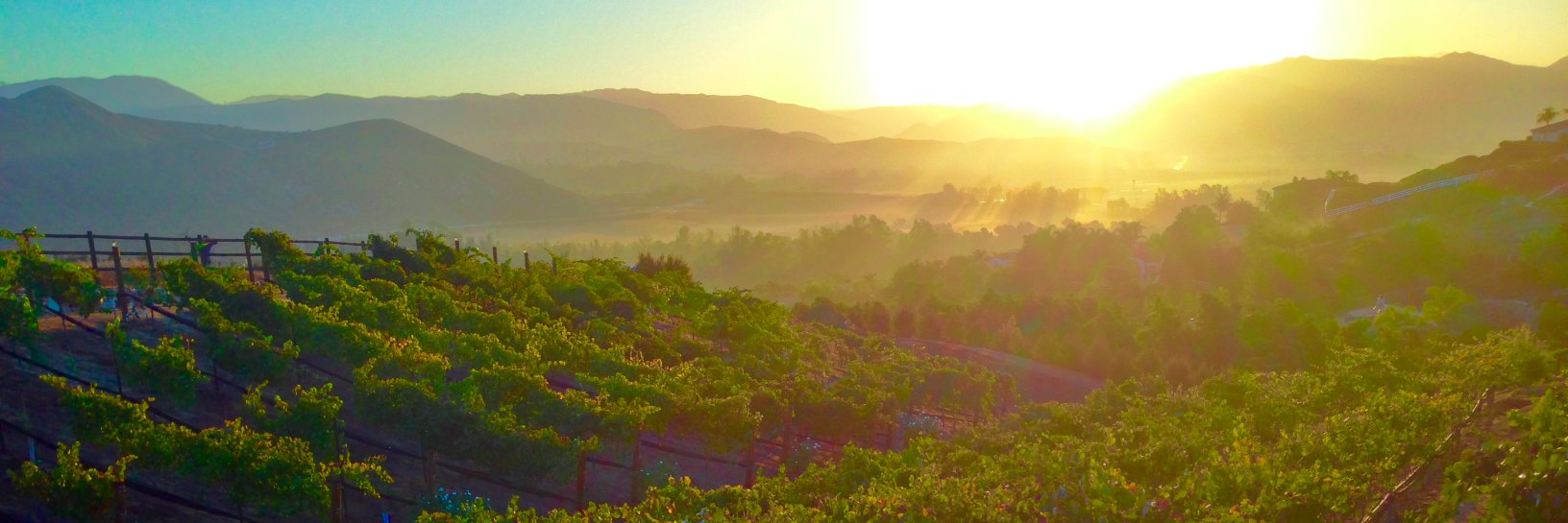 Hungry Hawk Vineyard banner