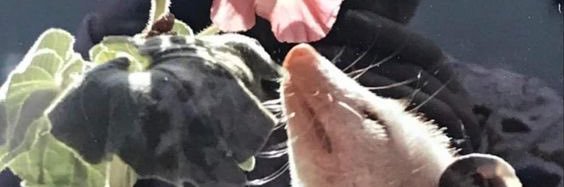 beanedgreenbean's profile banner image