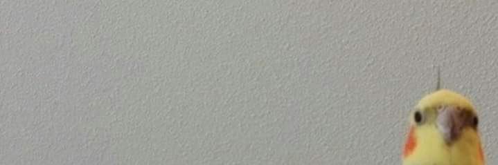 luuuhfrota's profile banner image