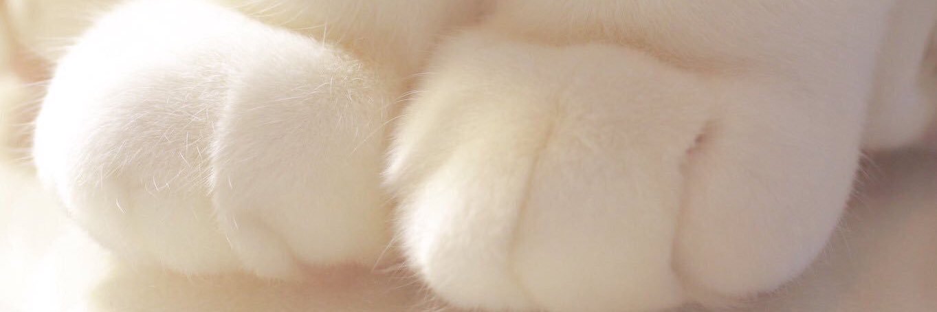 ᗷᗩᗷYᑕᗩT_ banner