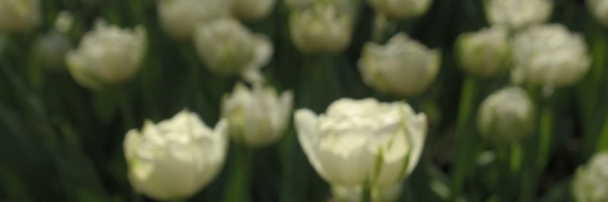 fidel________'s profile banner image